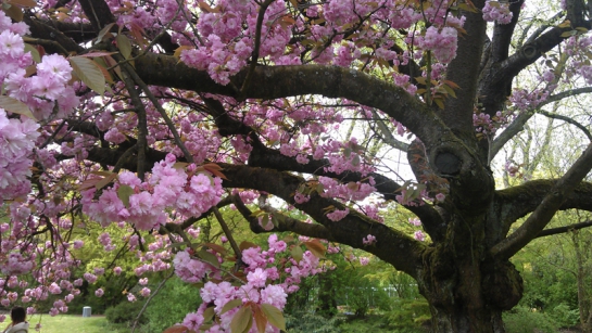 Kirschblutenfest Hanami In Japan Und Deutschland Garten Unterberg